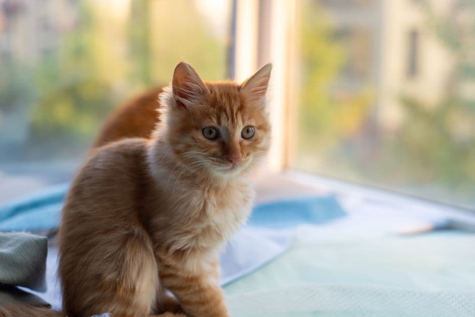 Gatinho laranja sentado junto à janela