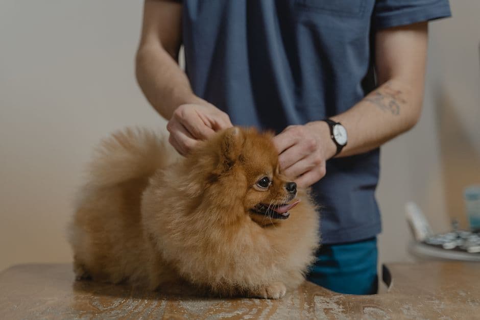 Lulu-da-pomerânia sendo examinado na clínica